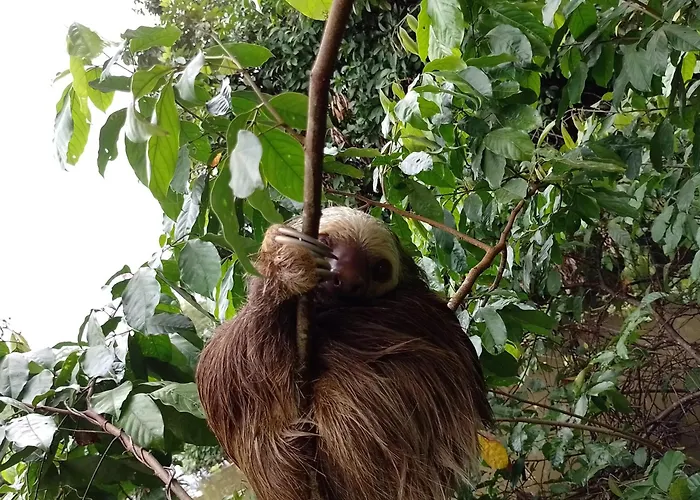 Arbol De Mayo